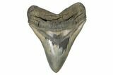 Serrated, Fossil Megalodon Tooth - Beautiful Monster Meg #186035-1